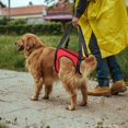 thumbnail image 2 of Gilet pour Animaux De Compagnie (Patte Arrière L), Harnais De Soutien pour Chien Aide à La Marche pour Animaux De Compagnie, 2 of 5