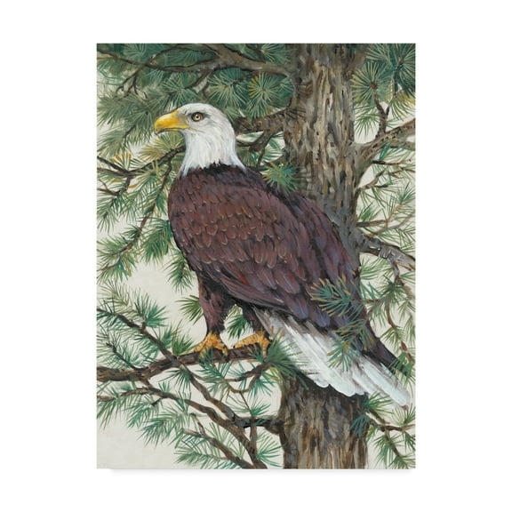 Trademark Fine Art 'Eagle in the Pine' Canvas Art by Tim OToole
