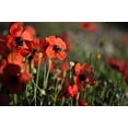 thumbnail image 3 of 50 Seeds Scarlet PRICKLYHEAD POPPY Papaver Argemone Roemeria Long Prickly Poppy Red Black Blue Flower Seeds, 3 of 6
