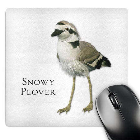3dRose  Snowy Plover Shorebird  MousePad price history on PriceWatchPro