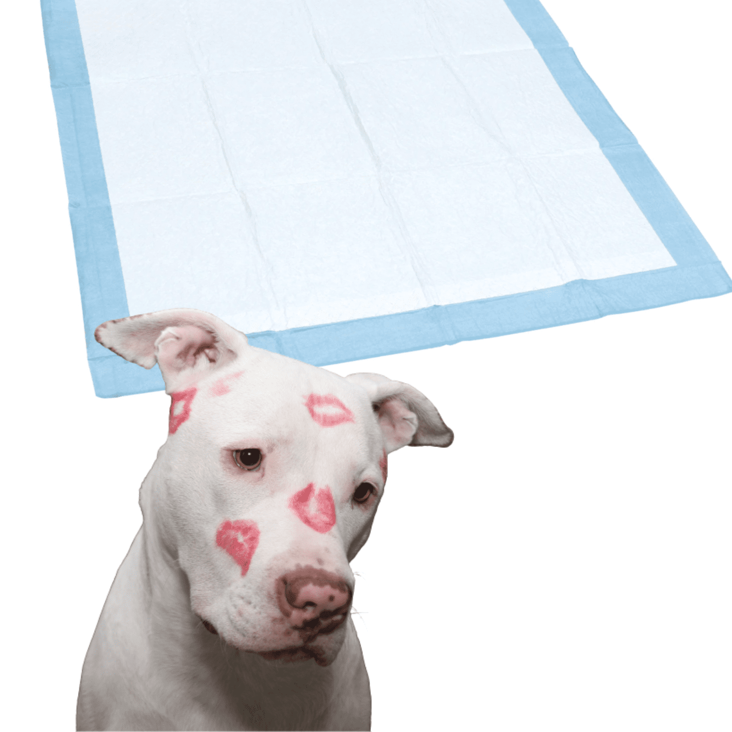 Puppy Pads Pet Training Pads, 4ct. Packs ABSORB & NEUTRALIZE Urine