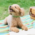 thumbnail image 4 of Minzimin Reflective Dog Collar， Soft Neoprene Padded Pet Collar with D Tag Ring, Adjustable for Small Dogs, 4 of 5