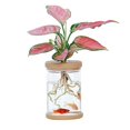 thumbnail image 2 of Florero transparente moderno, , soporte en , contenedor de plantas , flores 9cmx12.8cm, 2 of 7