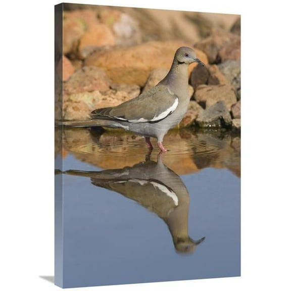 20 x 30 in. White-Winged Dove Wading in Puddle, Green Valley, Arizona Art Print - Tom Vezo