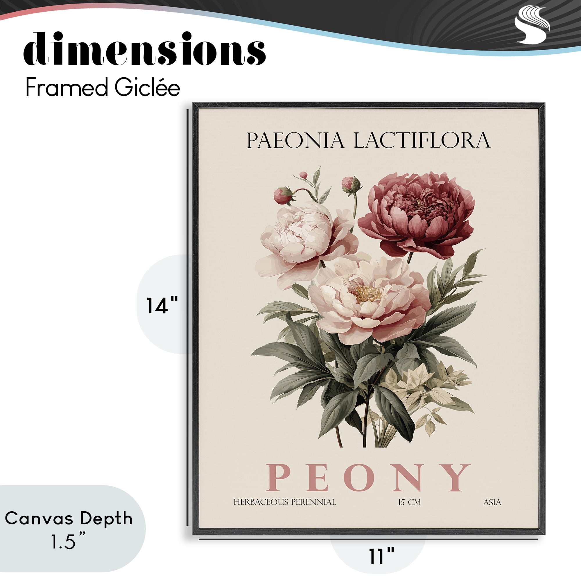 Stupell Industries Natural Peony Bundle Black Framed Giclee Art, design by Christopher Giampietro