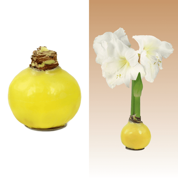 Live Annual Yellow Waxed White Blooming Giant Amaryllis Bulb with Indirect Sun -1 Piece
