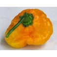 thumbnail image 3 of 40 Yellow SCOTCH BONNET PEPPER very hot Jamaican Capsicum Annuum Vegetable Seeds, 3 of 10
