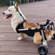 thumbnail image 4 of Small Dog Wheelchair with Hind Leg Paralysis, Pet Hind Limb Walker, Patients Dog Assisted Break, Teddy Cat Stand ShopWise Round, 4 of 7