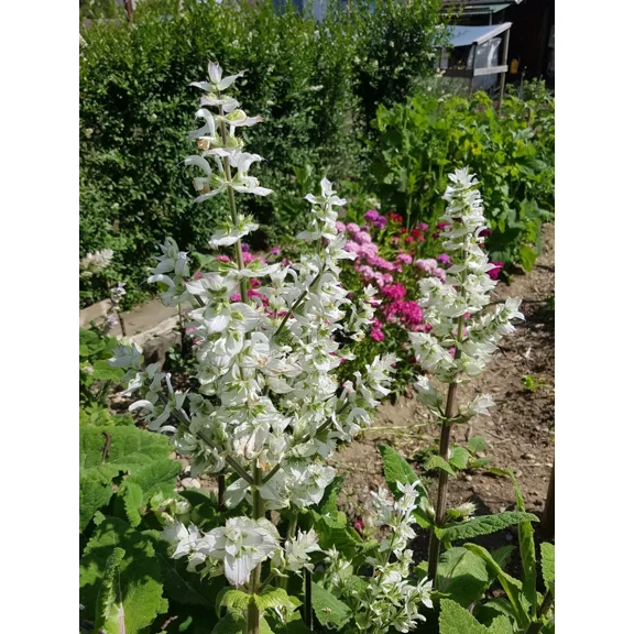 100 Clary Sage Seeds - Salvia sclarea - Non-GMO Medicinal Herb