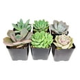 thumbnail image 3 of Echeveria Succulent Pack, Beautiful Rosette Succulents - 2 Succulents, 3 of 6