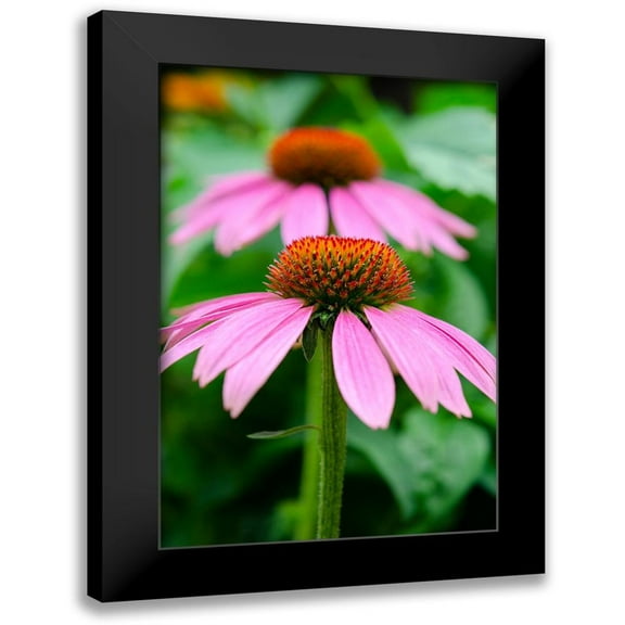 DeNardo, Laura 11x14 Black Modern Framed Museum Art Print Titled - Pink Coneflowers I