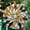 Black White Gold2616, variant on Ornament Window Hanging, Golden Landscape Dusk Sunset Suncatcher for Doors Window Home Cactus Sun Catchers Decoration Mother's Day Birthday Gifts for Women, Men, and Mom, 2025,