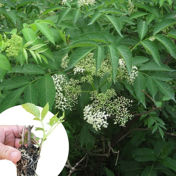 Elderberry Plant Live 4-8 Inch Starter, Elderberry Plants for Outdoor Garden