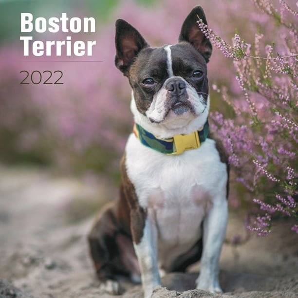 Boston Terrier Calendar 2022 Boston Terrier Calendar 2021-2022 - Dog Breed Monthly Wall Calendar - Made  In Usa - 12 X 24 (Open) - Planner Calendar For Organizing & Planning -  Walmart.com