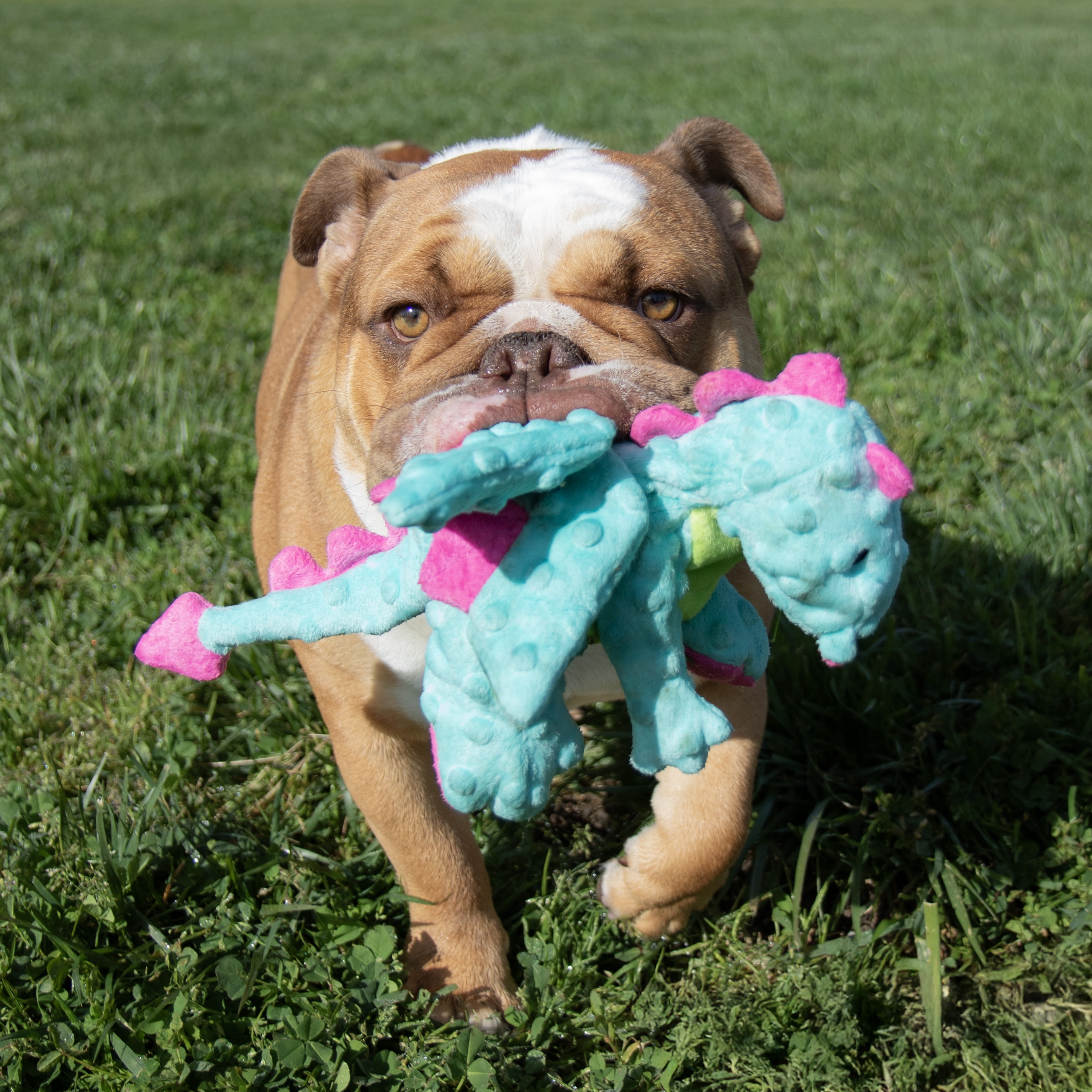 goDog Dragons Extra Soft Plush Toy for Dogs with Chew Guard Technology for Stronger & Longer Play, Soft & Durable with Built-In Squeaker, Seafoam, Medium