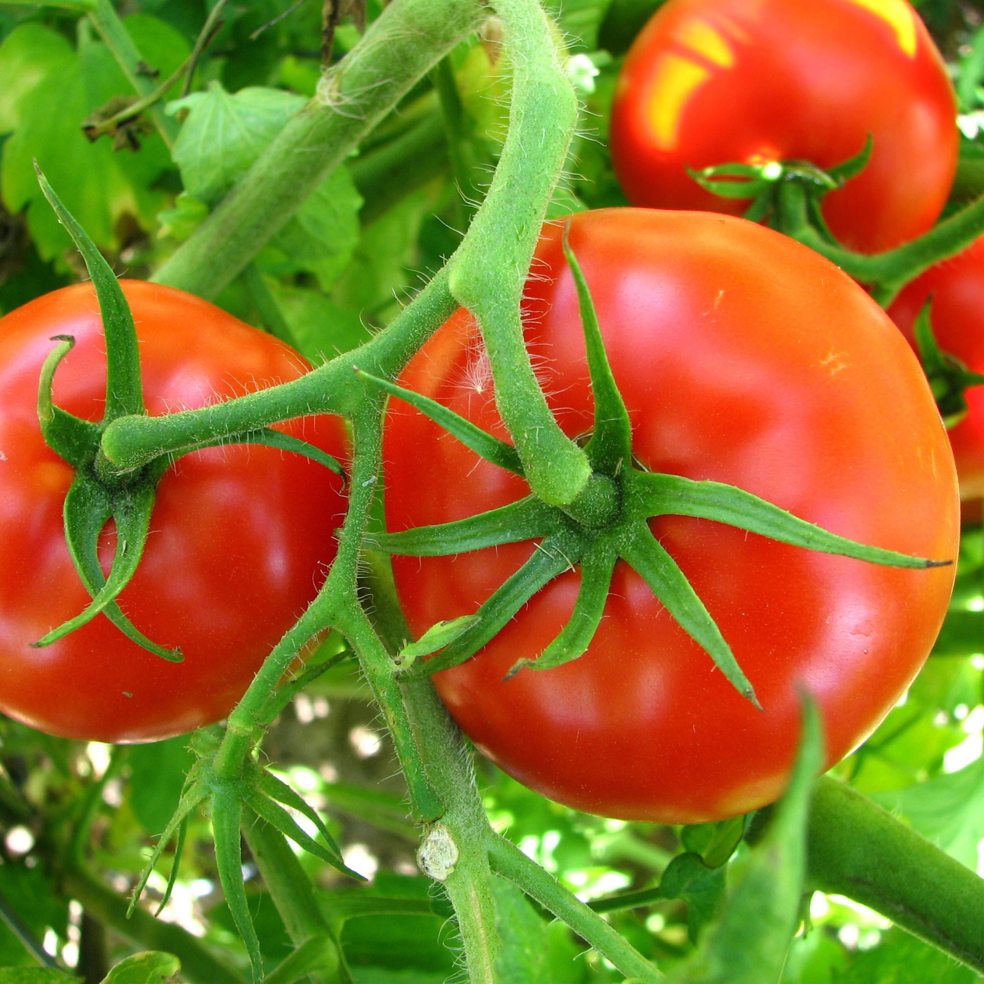 Bonnie Plants Big Boy Tomato 19.3 oz.