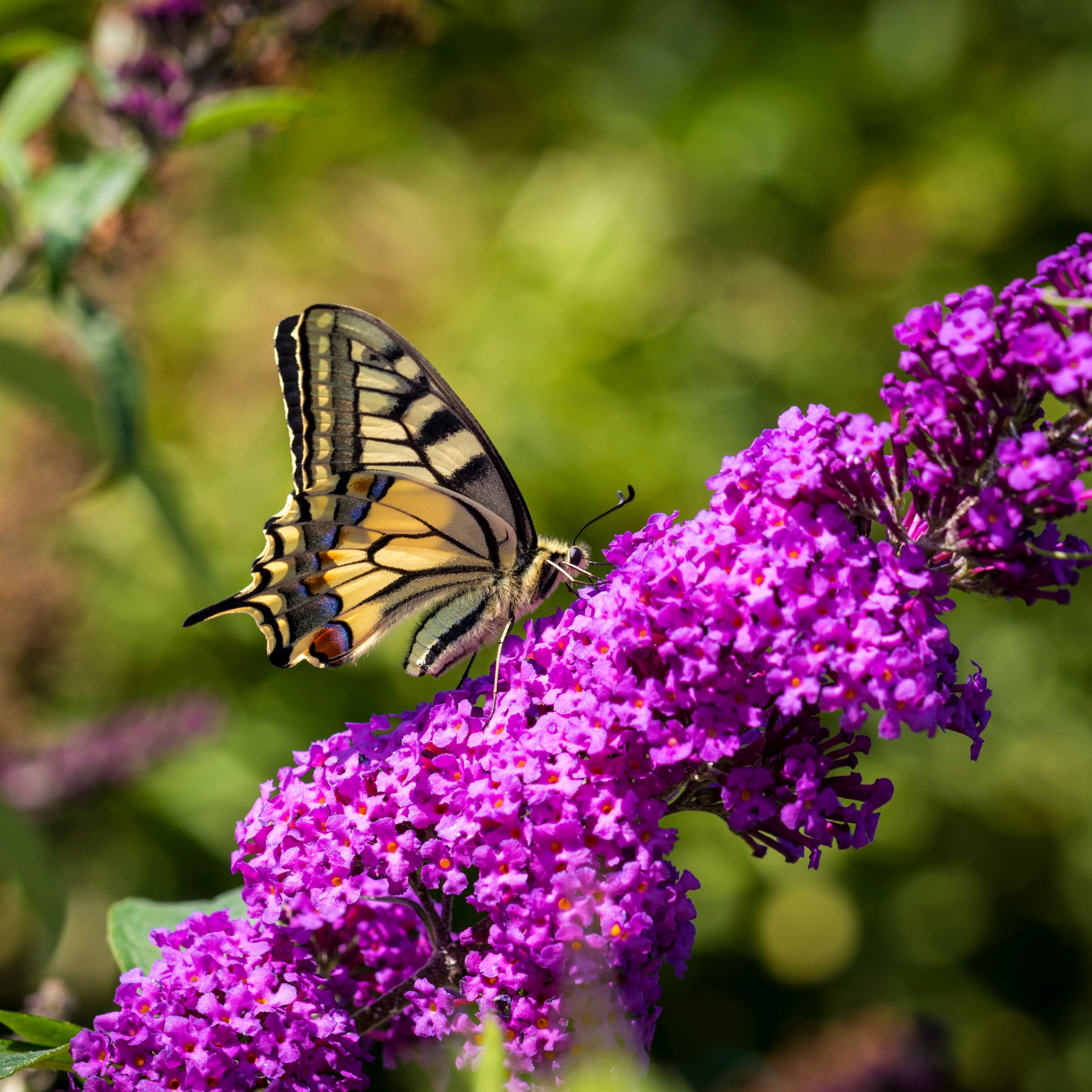 National Plant Network 3.25 in. Live Shrub Buddleia Butterfly Bush Royal Razz with Full Sunlight (3-Pack)