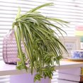 thumbnail image 4 of Paquete de 2 flores artificiales Plantas de araña Planta de seda falsa Plantas artificiales de vegetación artificial para la pared del hogar Interior exterior (no incluye cesta colgante) kaili Sencillez, 4 of 4