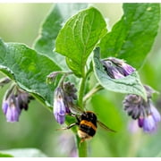 Earthcare Seeds - True Comfrey Seeds 50 Seeds (Symphytum Officinalis) Heirloom - Open Pollinated.