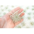 thumbnail image 5 of Air Plant Shop Rare Tectorum Ecuador Air Plants - Unique, Bright White, Nursery-Grown Tillandsia House Plant with Fuzzy Trichomes for Terrariums, Driftwood & Living Walls - Wholesale (Pack of 10), 5 of 13