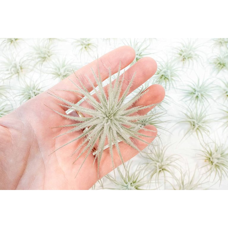 Air Plant Shop Rare Tectorum Ecuador Air Plants - Unique, Bright White,  Nursery-Grown Tillandsia House Plant with Fuzzy Trichomes for Terrariums,  Driftwood & Living Walls - Wholesale (Pack of 10) - Walmart.com