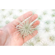 Air Plant Shop Rare Tectorum Ecuador Air Plants - Unique, Bright White, Nursery-Grown Tillandsia House Plant with Fuzzy Trichomes for Terrariums, Driftwood & Living Walls - Wholesale (Pack of 5)