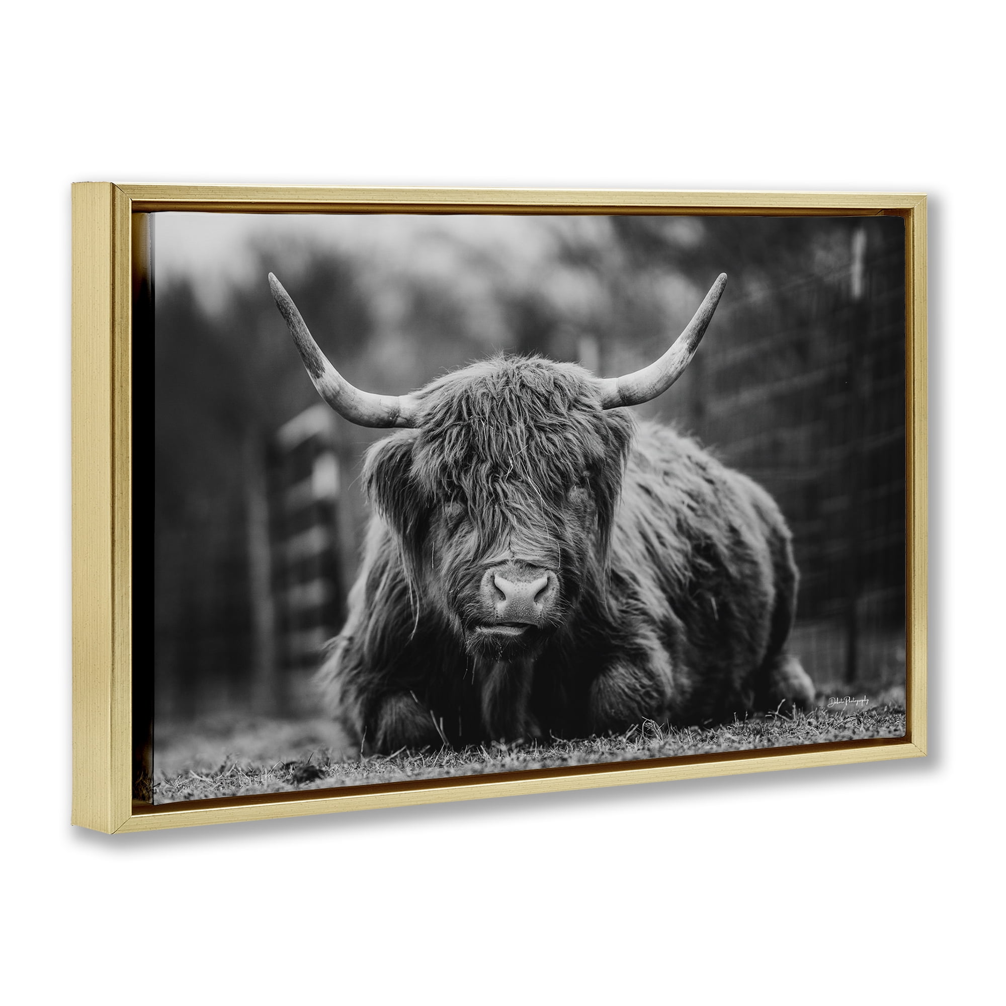 Stupell Industries Cattle Laying in Grass Animals & Insects Photography Gold Floater Framed Canvas Art Print Wall Art, 31 x 21