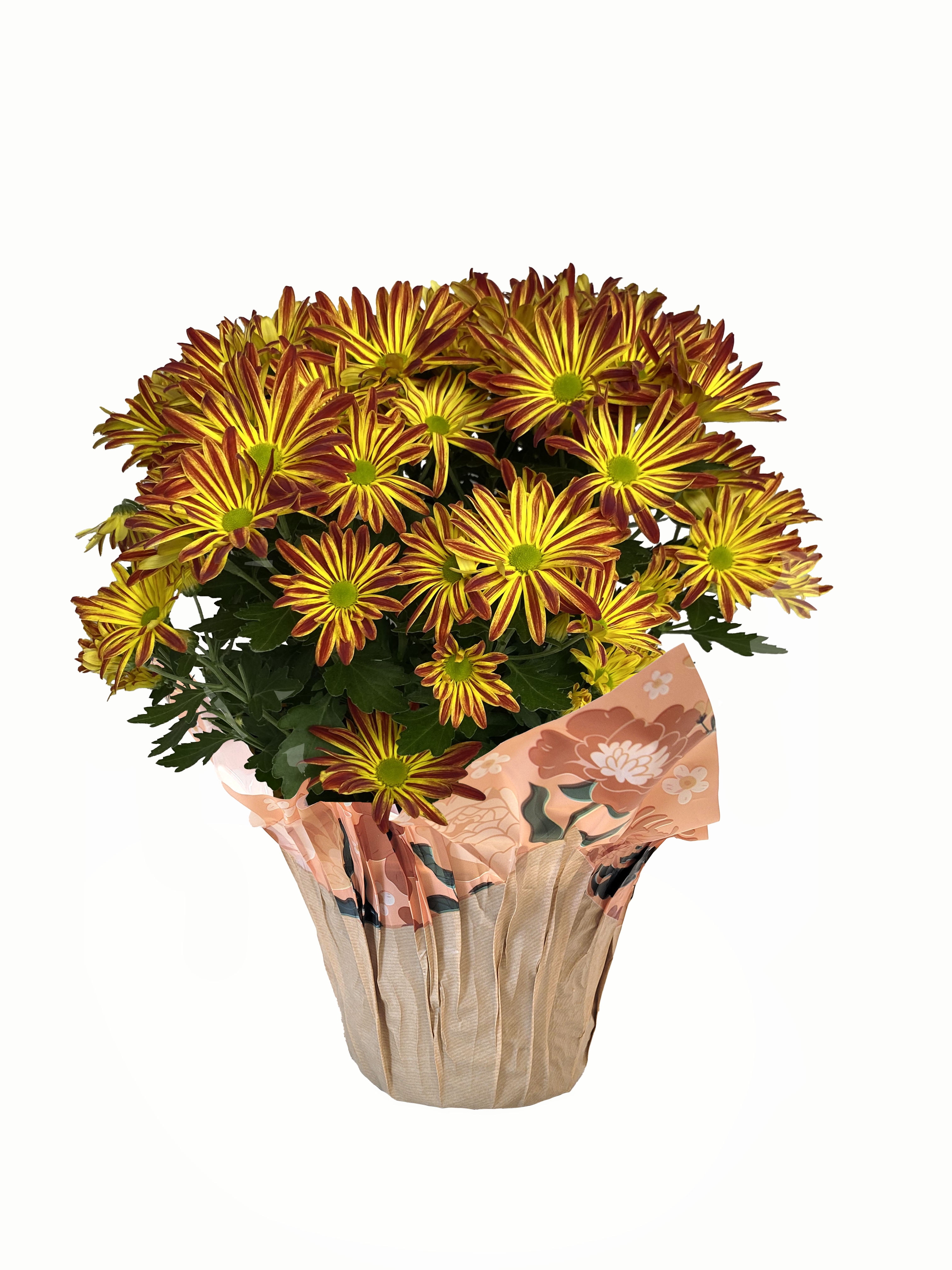Gifts In Bloom 5 inch Point Pelee Mum, Live Indoor Plant, Indirect Sunlight  - Walmart.com, image size:3024x4032