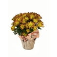 Gifts In Bloom 5 inch Point Pelee Mum, Live Indoor Plant, Indirect