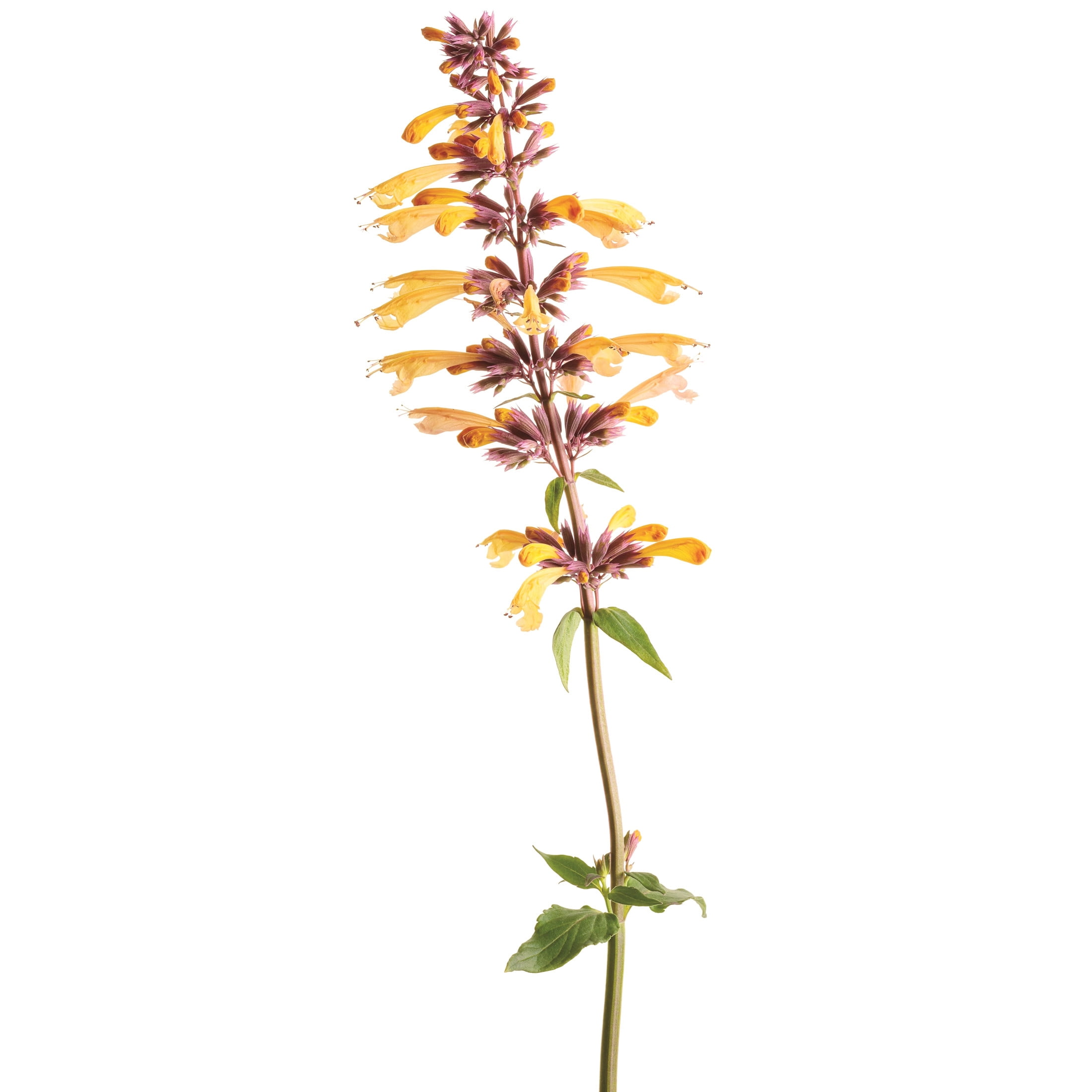 Proven Winners 6" Orange Meant to Bee 'Queen Nectarine' Anise Hyssop Live Plant in 6.5" Pot