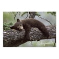 thumbnail image 2 of Hendersonville, North Carolina, Bear Cub Sleeping (19x27 inches, Premium 500 Piece Jigsaw Puzzle for Adults and Family, Made in USA), 2 of 4