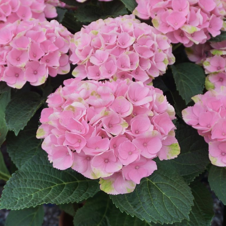 Hydrangea4937　0602 Hydrangea Perfection in Bloomingdale IL - Brianna's Flowers