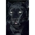 thumbnail image 2 of Welling, Dave 13x18 Black Ornate Wood Framed with Double Matting Museum Art Print Titled - CA, Los Angeles, Portrait of black jaguar adult, 2 of 4