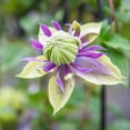thumbnail image 3 of Direct Gardening Taiga Clematis Vine Purple Flowering Dormant Bare Root Perennial Starter Plant, 3 of 6