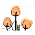 thumbnail image 2 of Koetsier, Albert 18x15 White Modern Wood Framed Museum Art Print Titled - Tulips Orange, 2 of 4