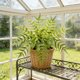 thumbnail image 1 of CaiYueKe Artificial Boston Fern Plants Bushes Fake Shrubs Bush Greenery Plants Faux Fern Plant for Outdoors UV Resistant Garden Plants or Home Office Desk Indoor Decor, 1 of 7