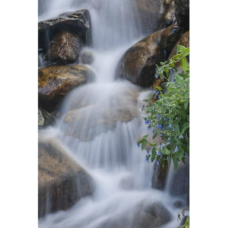 Colorado Cascade - USA, Colorado, Clear Creek County. Close-Up of Cascade and Chiming Bells Flowers Print Wall Art By Jaynes Gallery
