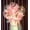 Champagne, variant on LED Balloon Bouquet Valentine's Day Gift,DIY Luminous Rose Flower Balloon,Wedding and Home Decoration,Birthday Party for Girl Friends Light Up Bobo Balloons