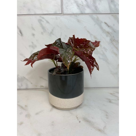 Begonia Cracklin Rose, 4” Plant, The Plant Farm