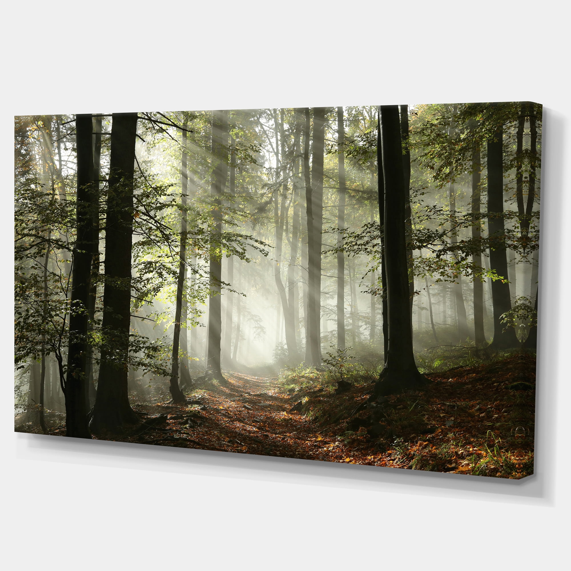 Designart 'Light in Dense Fall Forest with Fog ' Landscape Art Print Canvas