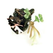 Sunken Gardens Shipwreck Stern Aquarium Ornament