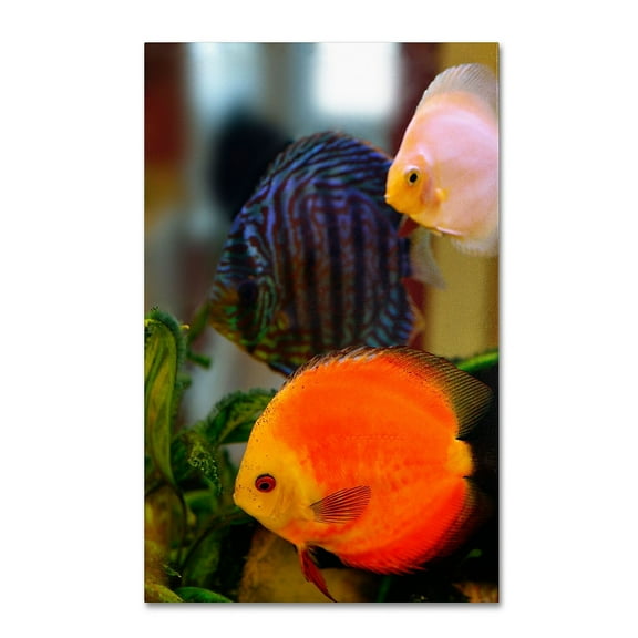Trademark Kurt Shaffer "Multi-colored Discus" Gallery-Wrapped Canvas Art 12" x 19" (KS108-C1219GG)