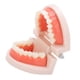 thumbnail image 3 of Modelo de dientes, modelo de dientes pequeños, modelo de dentadura postiza de demostración tipodonte para jardín de infantes, tecnología de vanguardia, 3 of 8