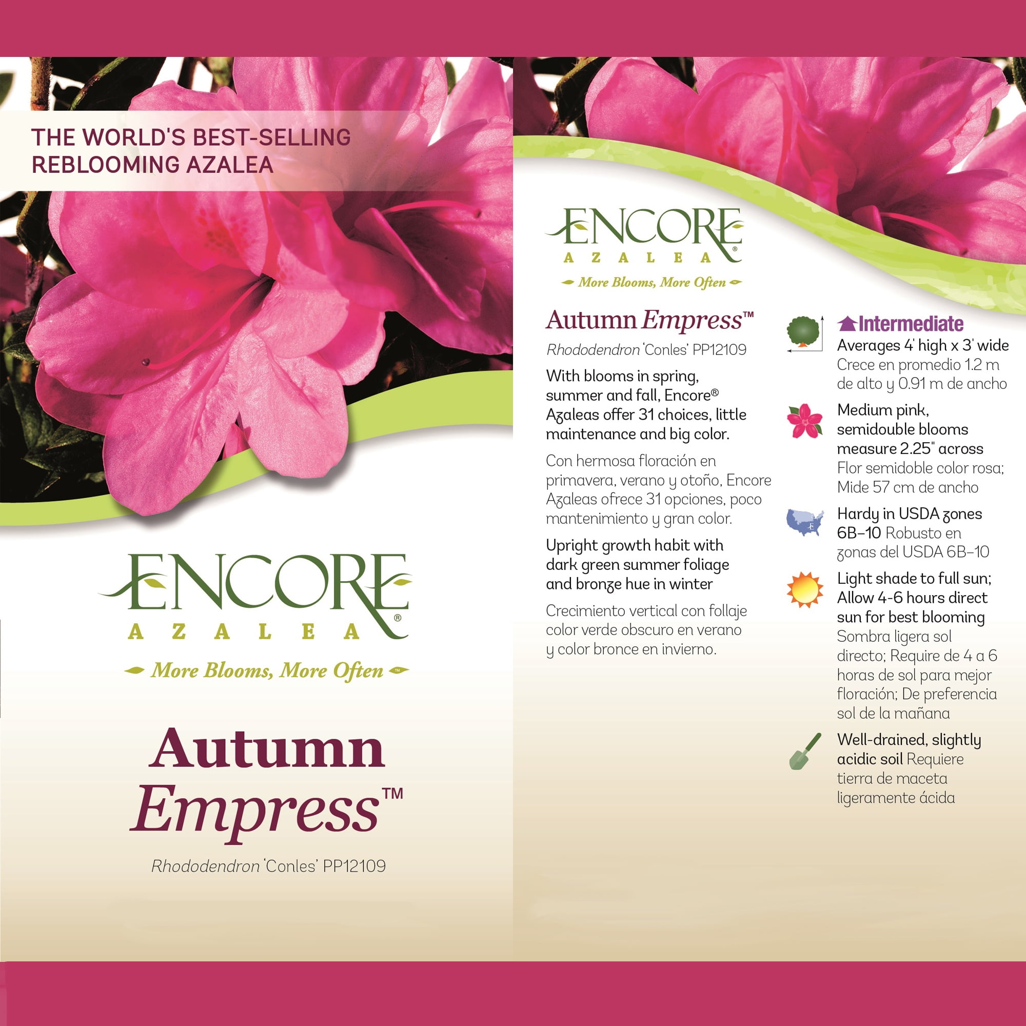 Encore Azalea Autumn Empress Live Shrub (1 Gallon)