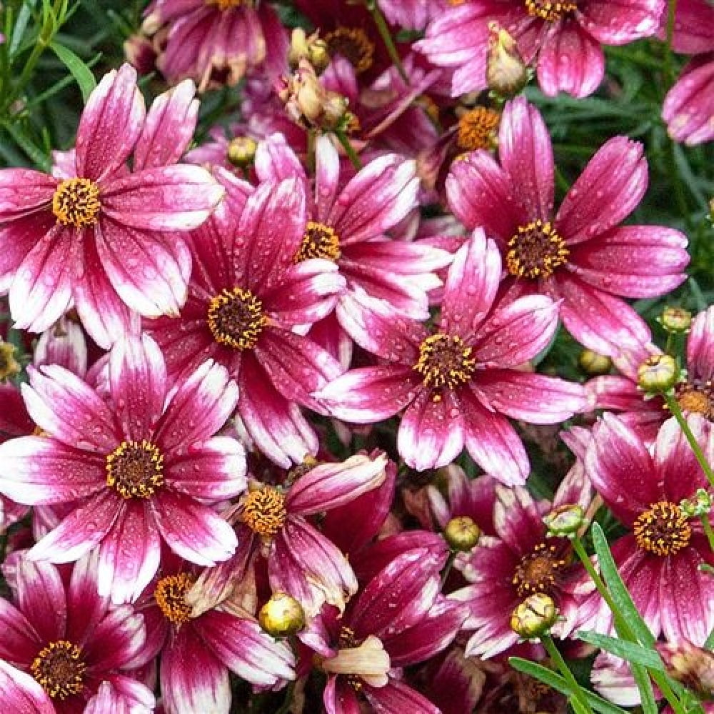 Sizzle & Spice Zesty Zinger Coreopsis Perennial Plant Live Plant