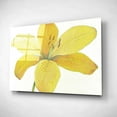 thumbnail image 2 of Epic Art 'Citron Tiger Lily II' by Tim O'Toole, Acrylic Glass Wall Art, 16"x12", 2 of 3