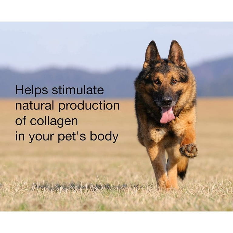 Should I Give My Dog Collagen