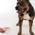 thumbnail image 5 of Dexypaws: Pet Wipes - Oatmeal & Vitamin E - 200ct Canister, Cleansing Wet Wipes, Cats & Dogs Grooming Care, Paws-Face-Ears-Nose, Moist-Gentle-Portable, 5 of 10