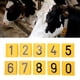 thumbnail image 1 of Etiqueta De Orejas De Ganado, 10 Piezas De 10 Piezas De Ganado Amarillo, 1 of 7
