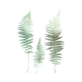thumbnail image 3 of Bailey, Ann 20x24 Black Modern Framed Museum Art Print Titled - Watercolor Fern 1, 3 of 5